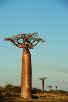 Madagascar, Morondava, Baobab Alley, view on Adansonia Grandidieri