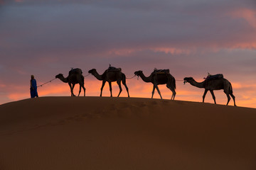 Fototapeta na wymiar Africa, Morocco, Tafilalet, Erfoud, Merzouga, Erg Chebbi, Dromedary (Camelus dromedarius) camels and caravan being led through desert by Tuareg man, on the Erg Chebbi Dunes (up to 400 feet in height).