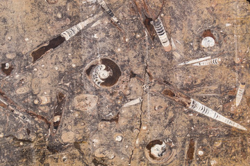 Morocco, Erfoud. Details of ammonites, orthoceras and other fossils exposed on a cut slab of stone.