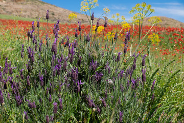 Morocco, Taounate, spring flowers bloom. Verbena, Coreopsis, Atlantic Poppy, Lavender, Statice, Mountain Bluet and Cornflower.