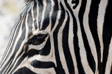 Fototapeta na wymiar Zebra details in black and white, Etosha National Park