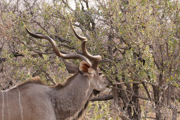 Great Kudu, (Tragelaphus strepsiceros), nibbles on a shrub in eastern Etosha National Park, Namibia, Africa.