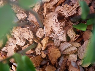 Spathe or Coir for planting trees