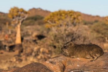 Namibia. A juvenile rock hyrax, Procavia capensis, warms its body in the sun on rocks in the Quiver...