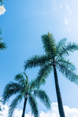 Fototapeta na wymiar Palm trees in Montecarlo, Monaco