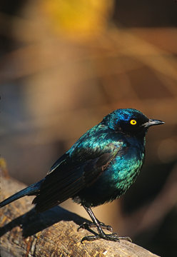 Africa, Namibia. Lesser Blue-eared Glossy Starling (Lamprotornis chloropterus)
