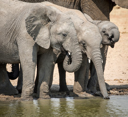 Africa, Namibia, Etosha National Park. Elephants drinking at waterhole.