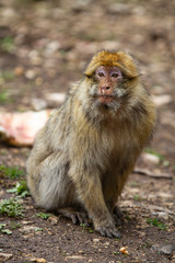 Atlas Mountains, Morocco. Barbary macaque