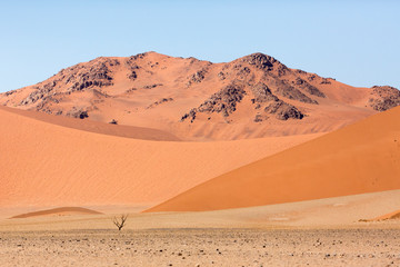 Fototapeta na wymiar Africa, Namibia, Namib-Naukluft Park. Dead tree in desert landscape.