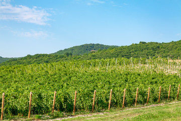 Fototapeta na wymiar Plantation of vineyards against the blue sky and small hills.