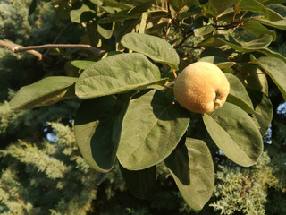 Horticulture industry. Quince fruit tree. Natural yellow and vivid green colors growing under the sun of Spain. Healthy food. Nutritious product that is not usually eaten raw, despite being sweet.