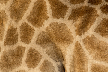 Giraffe pattern close-up, Etosha National Park © Darrell Gulin/Danita Delimont