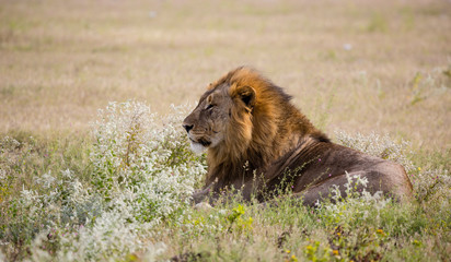 Africa, Namibia, Etosha National Park. Adult male lion resting.
