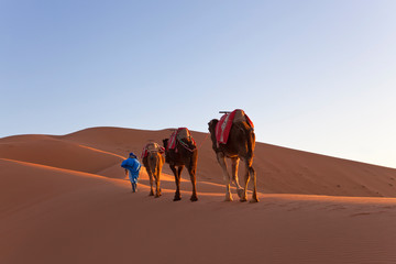 Fototapeta na wymiar Tuareg man leading camel train, Erg Chebbi, Sahara Desert, Morocco