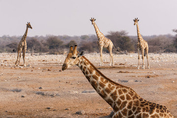 A group of giraffes (Giraffa camelopardalis angiogenesis) come to the Chudob waterhole in Etosha National Park, Namibia, Africa.