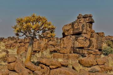 Quiver trees landscape, Namibia