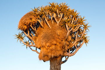 Africa, Namibia, Keetmanshoop. Sociable weaver nest in quiver tree.