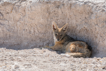 Black-backed jackal, Canis Mesomelas, rest in the shade of a desert wash wall in Etosha National Park, Namibia.