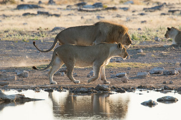 Lion at waters edge, Etosha National Park