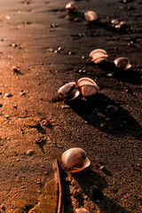 Sunset on the beach. Tinted photo in golden highlights. Sea and sandy beach with many shells in the sand. Free space for text