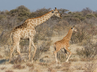 Naklejka na ściany i meble Giraffe and baby on guard, Etosha National Park