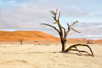 Africa, Namibia, Namib-Naukluft Park, Deadvlei. Dead tree and sand dunes.