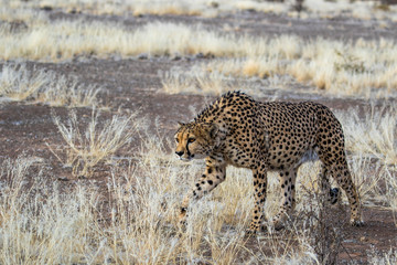 Africa, Namibia, Keetmanshoop, Cheetah at the Quiver tree Forest Rest Camp