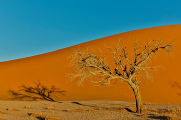 Lone tree and tall sand dune, Sossusvlei, Namibia