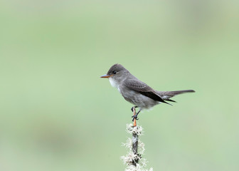 Olive-sided Flycatcher