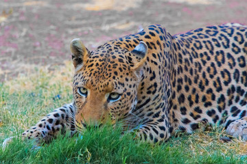 Leopard, Okonjima Nature Reserve. Otjozondjupa Region, Namibia.