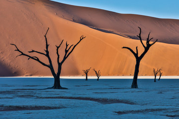 Africa, Namibia, Sossusvlei. Dead acacia trees in the white clay pan at Deadvlei in the morning