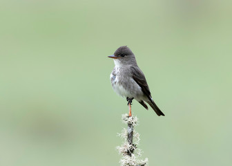 Olive-sided Flycatcher (contopus cooperi)
