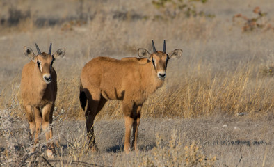 Naklejka na ściany i meble Oryx and young Etosha National Park, Namibia
