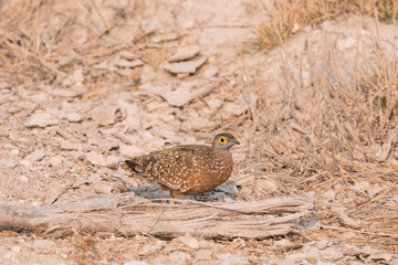 Namaqua Sand grouse, Pterocles Namaqua, walking through dry brush in Etosha National Park, Etosha, Namibia, Africa.