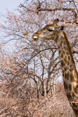 Etosha National Park, Namibia. Africa. Giraffe chewing on a bone.