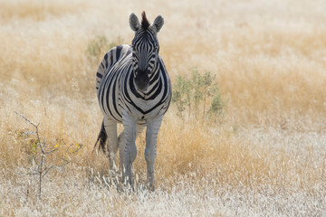 Zebra in grasses on the Savannah, Etosha National Park