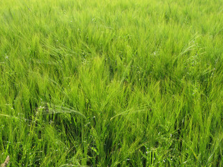 green barley field