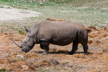Obraz premium Nosorożec biały (nosorożec), Ceratotherium simum, Namibia.