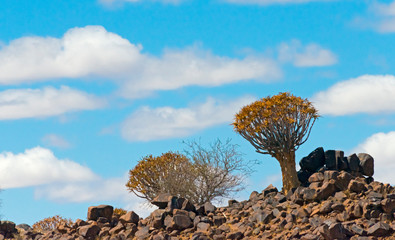 Quiver trees in Kalahari Desert, Karas Region, Namibia