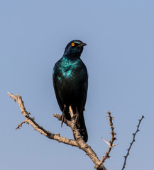 Africa, Namibia, Etosha National Park. Glossy Starling perched in a tree