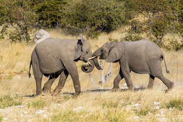 Fototapeta na wymiar Africa, Namibia, Etosha National Park. Young elephants playing
