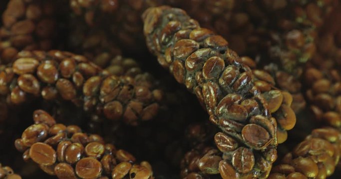 Unprocessed luwak coffe right after collection lying in a tray in coffee shop on bali island - close up 4k footage