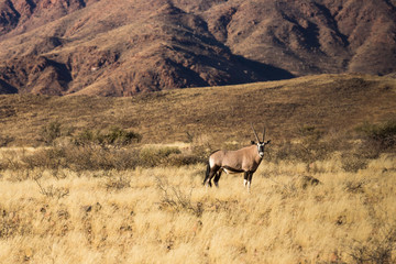 Naklejka na ściany i meble Namibia. An Oryx, Oryx gazella, stands in the grasslands beneath tall hills in Namib Naukluft National Park.