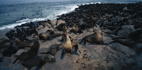 Namibia, Cape Cross, Colony of Cape Fur Seal