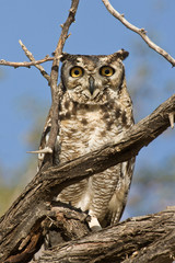 Namib and Nature Reserve, Namibia. Spotted Eagle-Owl.