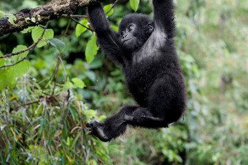 Africa, Rwanda, Volcanoes National Park. Young mountain gorilla swinging from a branch.