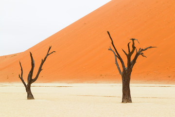 Africa, Namibia, Namib Desert, Namib-Naukluft National Park, Sossusvlei, Dead Vlei. Ancient dead camel thorn trees (Vachellia erioloba) framed against the red sand of the dunes.