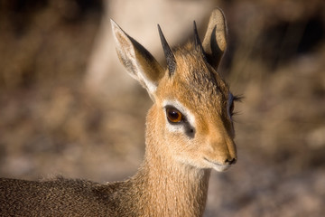 Etosha National Park, Namibia. Close-up view of a Kirk's Dik-dik.