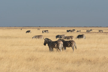 Fototapeta na wymiar Namibia. Burchelli's Zebra, Equus quagga burchellii, grazing on the grassland of Etosha National Park.