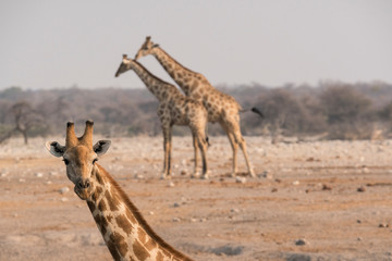 Obraz na płótnie Canvas A group of giraffes (Giraffa camelopardalis angiogenesis) come to the Chudob waterhole in Etosha National Park, Namibia, Africa.